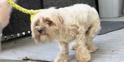 Ein herumstreunender Hund
