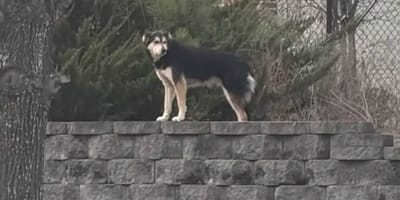 Un cane randagio