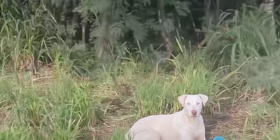 Un chien errant dans l'herbe