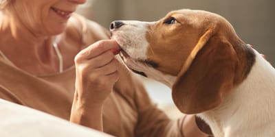 Un cane e la sua padrona