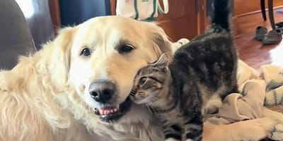 Un cane e un gatto complici