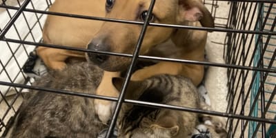 Un chien et un chat dans une cage de refuge