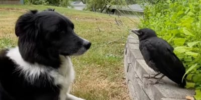 Un chien et un corbeau