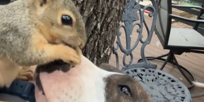 Un cane e uno scoiattolo amici