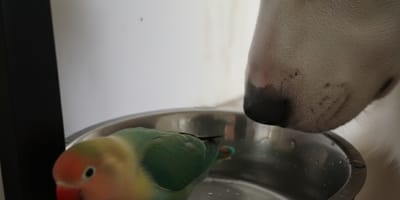 Ein Hund und ein Vogel sind Freunde