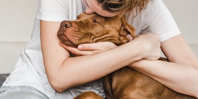 A dog cuddling a woman