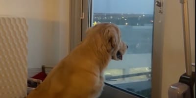 Un chien Golden regarde par la fenêtre