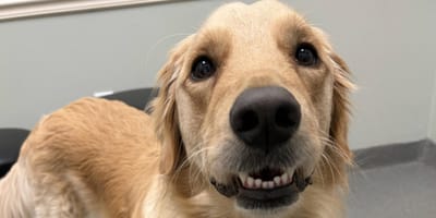 Een Golden Retriever hond