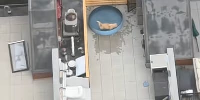 A Golden Retriever in a swimming pool