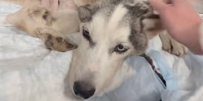 Ein sehr kranker Husky