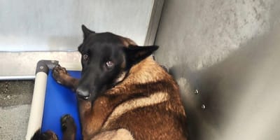 Un chien 'inadoptable' dans un refuge