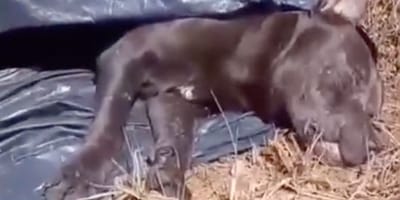 Un chien inerte