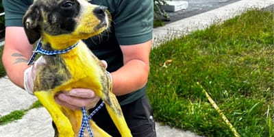 Een gele hond
