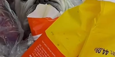 Un chien jeté dans une poubelle