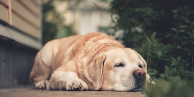 Labrador leżący na ziemi