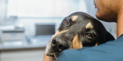 Un chien malade dans un centre vétérinaire