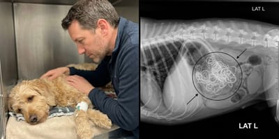 Een zieke hond en een röntgenfoto van zijn maag
