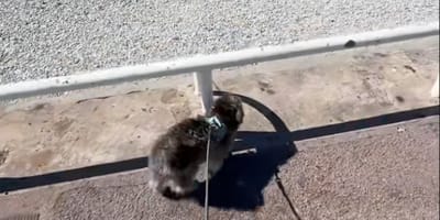 Un chien maltipoo à la plage