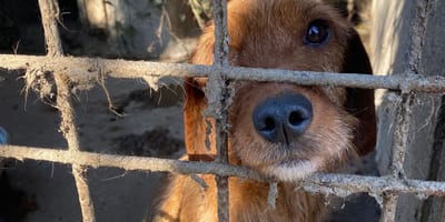 Un chien maltraité dans une cage sale
