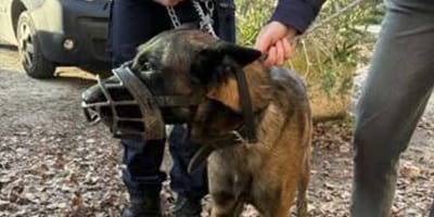 Un perro con bozal abandonado frente a un colegio cerrado