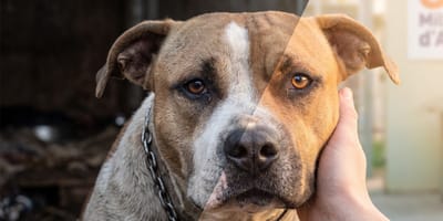 Un chien négligé
