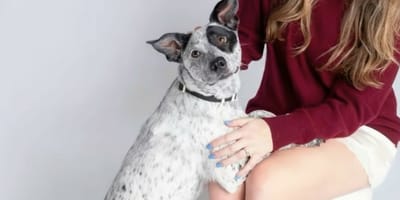 Un cane bianco e nero