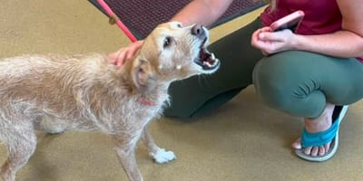 Un chien perdu retrouvé par ses humains