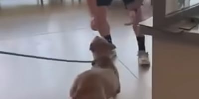 A lost dog reunites with his owner