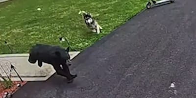 Un chien poursuit un ours