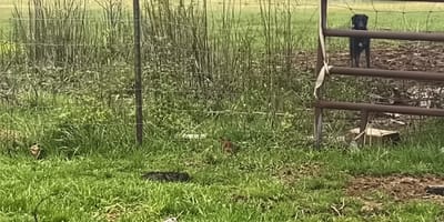 Ein Hund in der Nähe eines Bauernhofs
