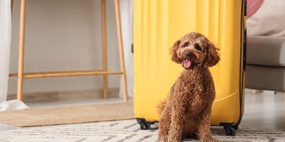 Un chien près d'une valise pour partir en weekend
