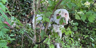 Een hond vast in een bos