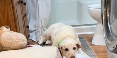 Een hond die ineengedoken in een hoek zit