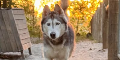 Een hond die duizenden kilometers heeft afgelegd