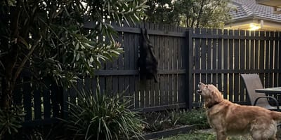 Un chien qui aboie sur un petit invité surprise