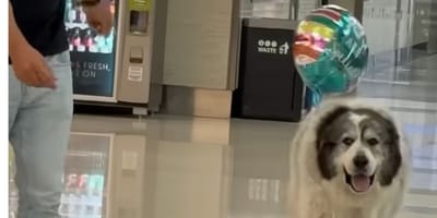 Een hond die op de luchthaven met ballonnen op zijn baasje wacht