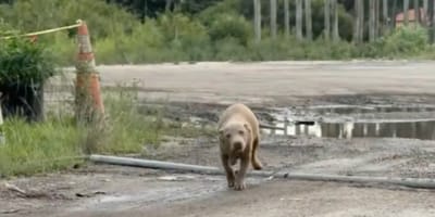 Een rennende hond