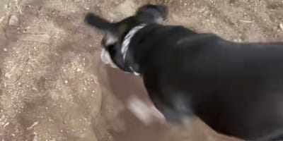 Un chien qui creuse un trou dans la terre