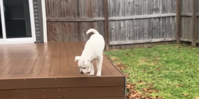 Ein Hund, der zum ersten Mal seinen Garten entdeckt