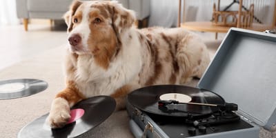 Un chien qui écoute de la musique