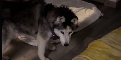 Een hond die 's nachts ronddwaalt