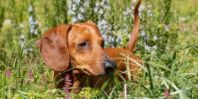 Un chien qui fait une balade dans un parc