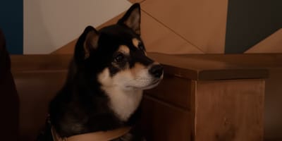 Un chien qui fête son anniversaire