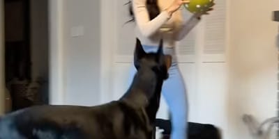 Un chien qui joue au ballon