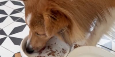 un chien qui mange