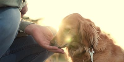 Un chien qui mange un aliment complémentaire