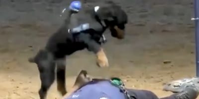 un chien qui pratique un massage cardiaque