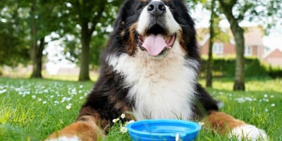 Un chien qui prend le soleil