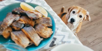 Un chien qui regarde sur la table à manger