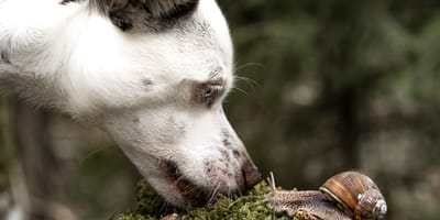 cane odora una lumaca